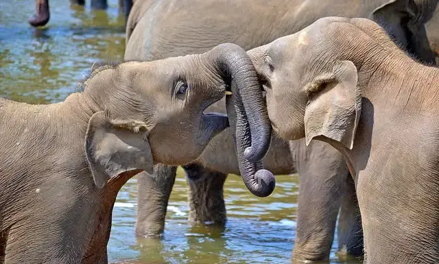 2 young-elephants